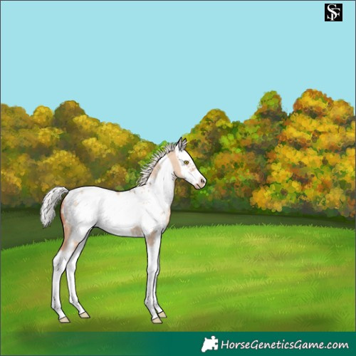 Horse Color:Silver Classic Champagne Dun Sabino Splash Frame Appaloosa 