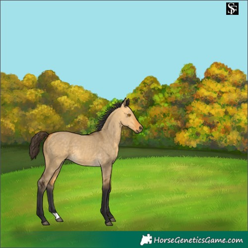 Horse Color:Buckskin Dun 
