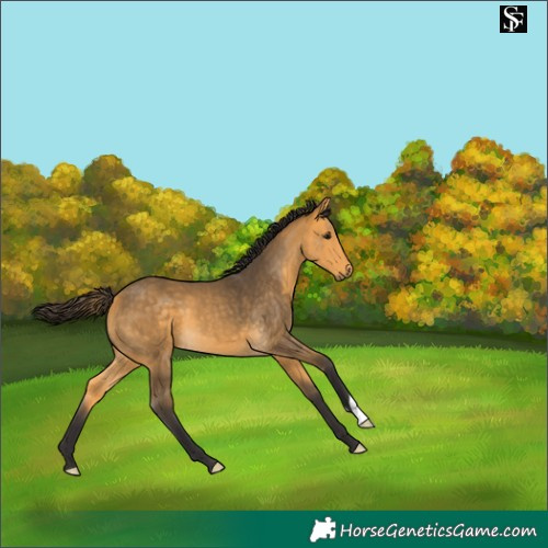 Horse Color:Buckskin 