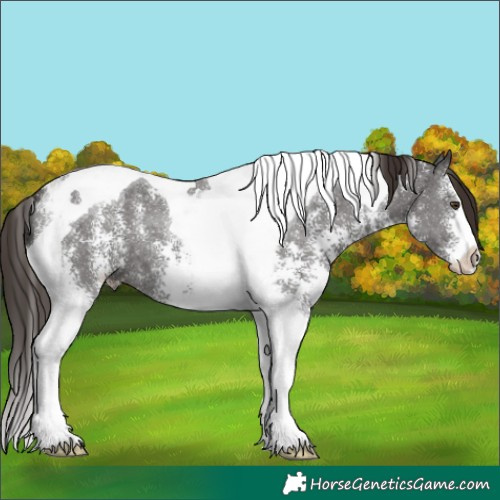 Horse Color:Liver Chestnut Sabino Tobiano