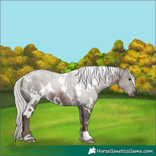 Horse Color:White Spotted Silver Black 