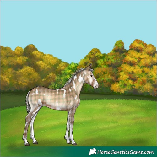 Horse Color:Plaid  White Spotted Silver Brown Onyx Sabino 