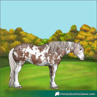 Horse Color:White Spotted Silver Black Ice Sabino 