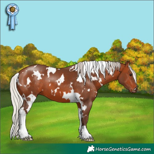 Horse Color:White Spotted Silver Brown