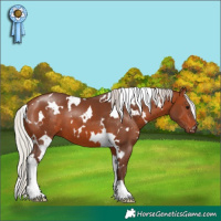 Horse Color:White Spotted Silver Brown