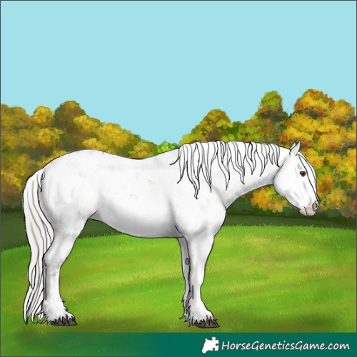 Horse Color:Silver Brown Dun Sabino 