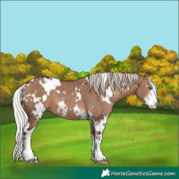 Horse Color:White Spotted Silver Brown Dun Sabino 