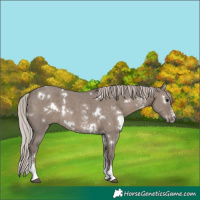 Horse Color:White Spotted Silver Grullo Sabino