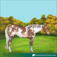 Horse Color:White Spotted Silver Bay Rabicano