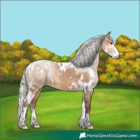 Horse Color:White Spotted Silver Bay Dun Sabino Rabicano 