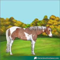 Horse Color:Silver Bay Sabino Tobiano Rabicano 