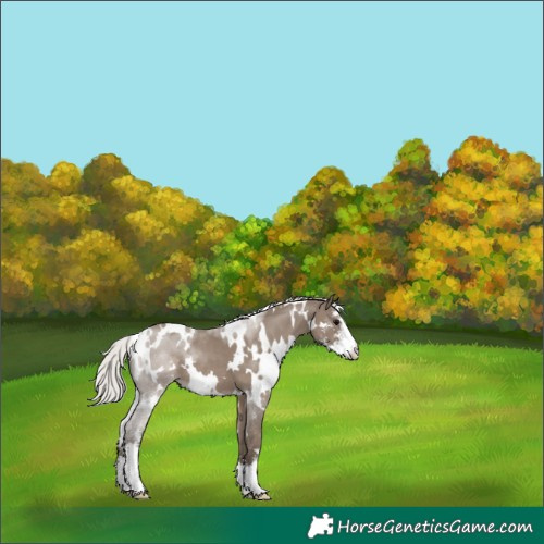 Horse Color:White Spotted Silver Grullo Sabino 