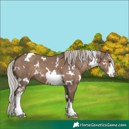 Horse Color:White Spotted Silver Grullo Sabino 