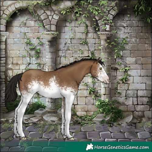 Horse Color:Gray White Spotted Amber Champagne 