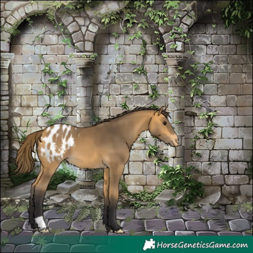 Horse Color:Buckskin Appaloosa