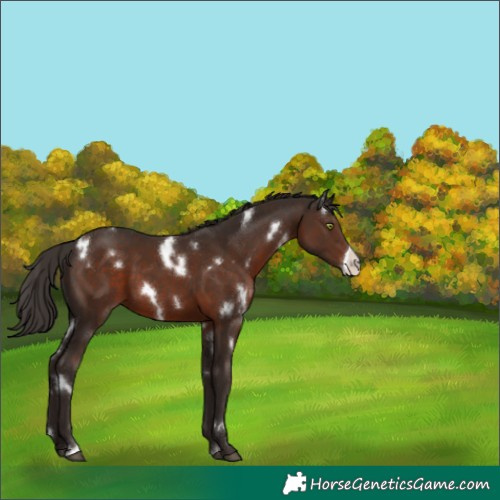 Horse Color:White Spotted Liver Chestnut Frame