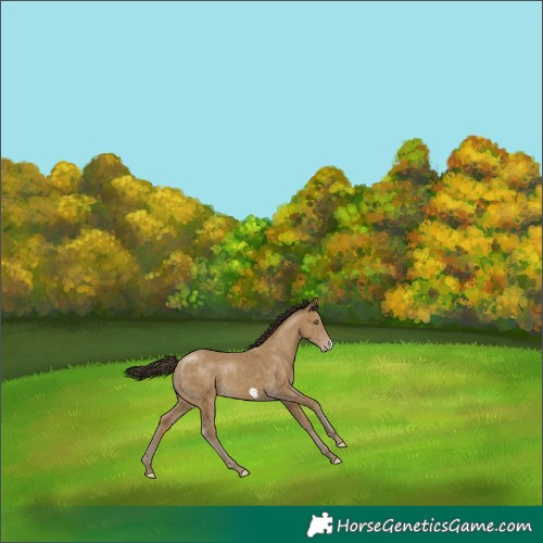Horse Color:Classic Cream Champagne Frame Rabicano 