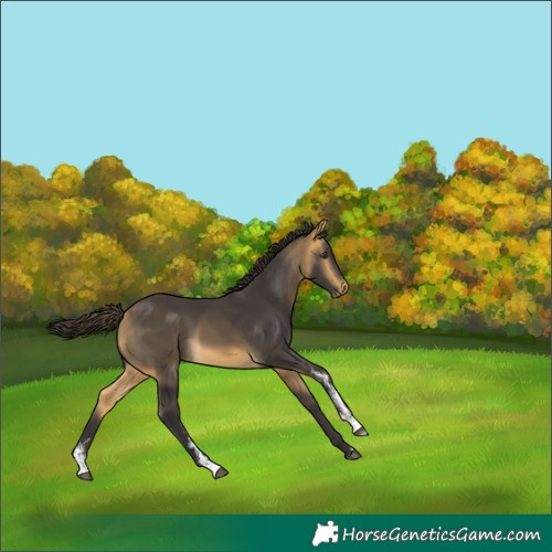 Horse Color:Buckskin Mushroom Sabino 