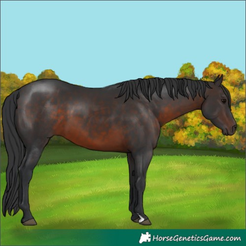 Horse Color:Brown 