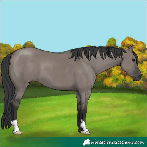 Horse Color:Grullo 