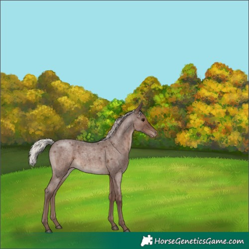 Horse Color:Silver Blue Roan Appaloosa 