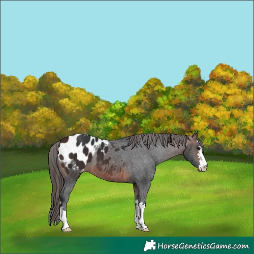 Horse Color:Brown Appaloosa