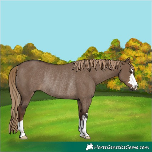 Horse Color:Liver Red Dun Rabicano
