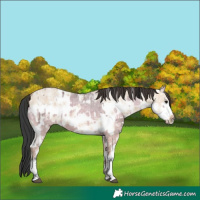 Horse Color:Grullo Ice Sabino Splash and Bay Ice Dun Sabino Splash
