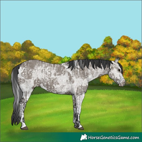 Horse Color:Grullo Ice Sabino Splash  and Grullo Sabino Splash 