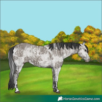 Horse Color:Grullo Ice Sabino Splash  and Grullo Sabino Splash 