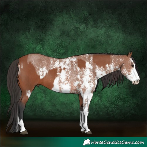 Horse Color:Bay Sabino Rabicano and Bay Sabino Rabicano