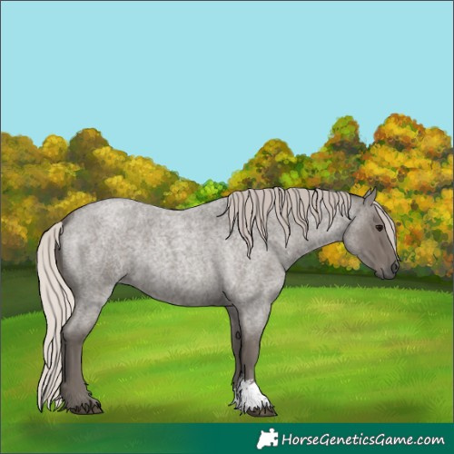 Horse Color:Silver Blue Roan Sabino