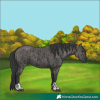 Horse Color:Black and Grullo
