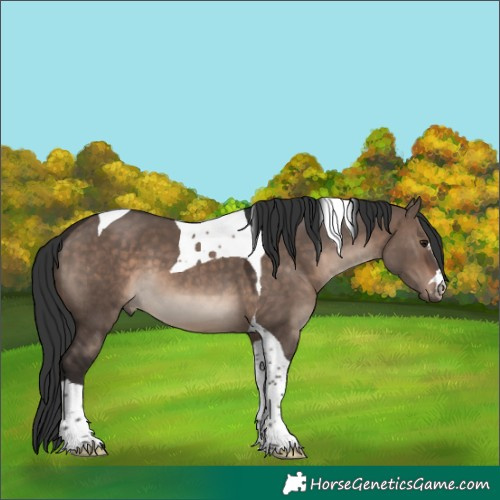 Horse Color:Brown Dun Mushroom Tobiano