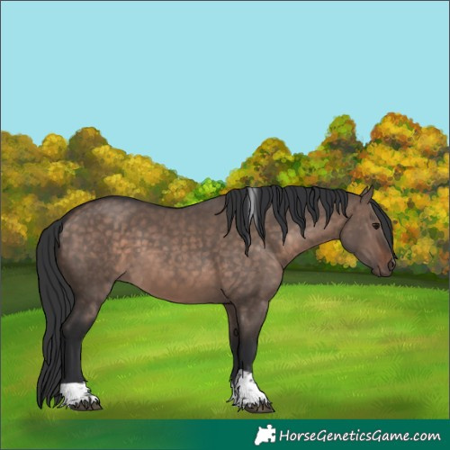 Horse Color:Brown Dun Mushroom Tobiano 