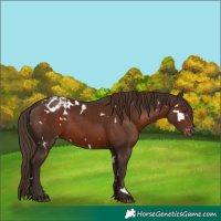 Horse Color:White Spotted Liver Chestnut Varnish Rabicano 