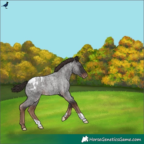 Horse Color:Liver Red Roan Blanket 