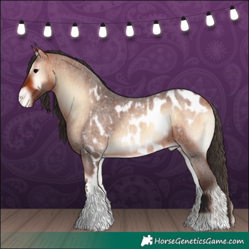 Horse Color:Bay Roan Onyx Tobiano Skewed Appaloosa 