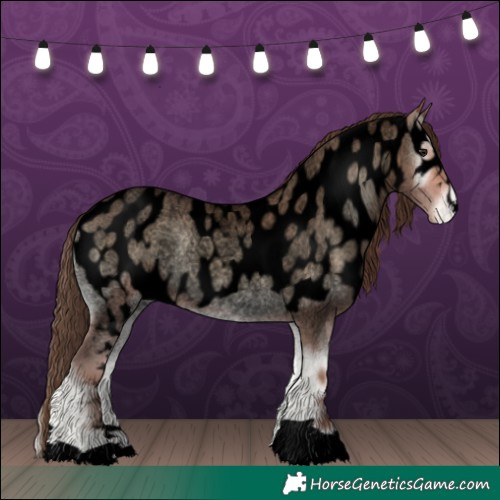Horse Color:Void Amber Champagne Roan Onyx Skewed Appaloosa 