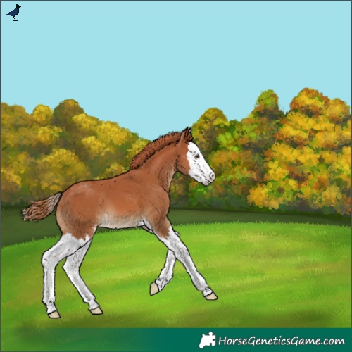 Horse Color:Chestnut Sabino Splash