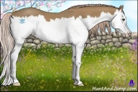 Horse Color:Palomino Splash 