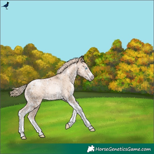 Horse Color:Gray White Spotted Gold Cream Champagne Ice Pearl Tobiano Rabicano