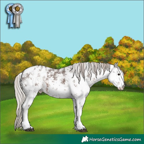 Horse Color:White Spotted Silver Black Sabino Appaloosa 