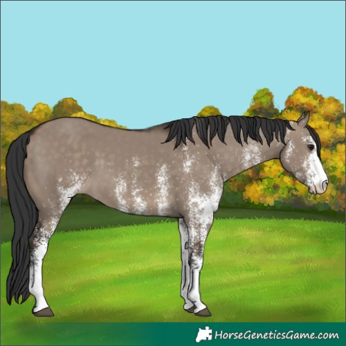Horse Color:White Spotted Brown Dun