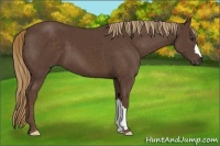 Horse Color:Liver Chestnut 