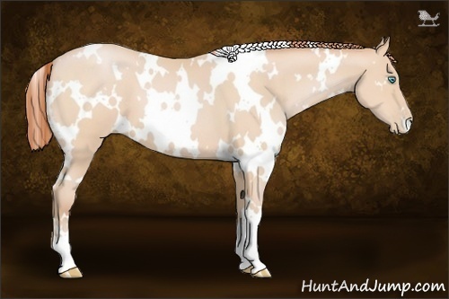 Horse Color:White Spotted Buckskin Pearl 