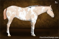 Horse Color:White Spotted Buckskin Pearl 