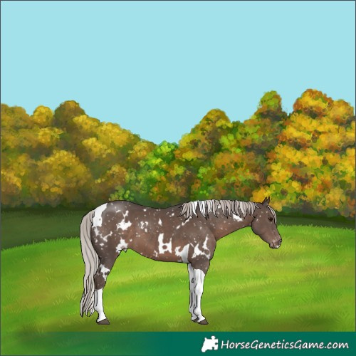 Horse Color:White Spotted Silver Black Tobiano Appaloosa 