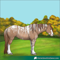 Horse Color:Powder White Red Dun Rabicano