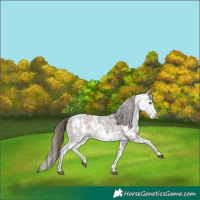 Horse Color:Liver Red Dun Ice Sabino 
